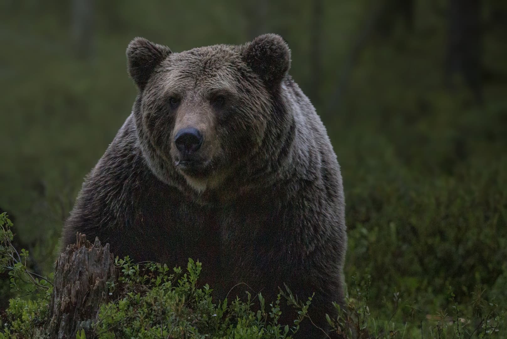 BORZALOM: Részletek derültek ki arról, hogy milyen állapotban találtak rá a férfire, akivel egy medve végezhetett