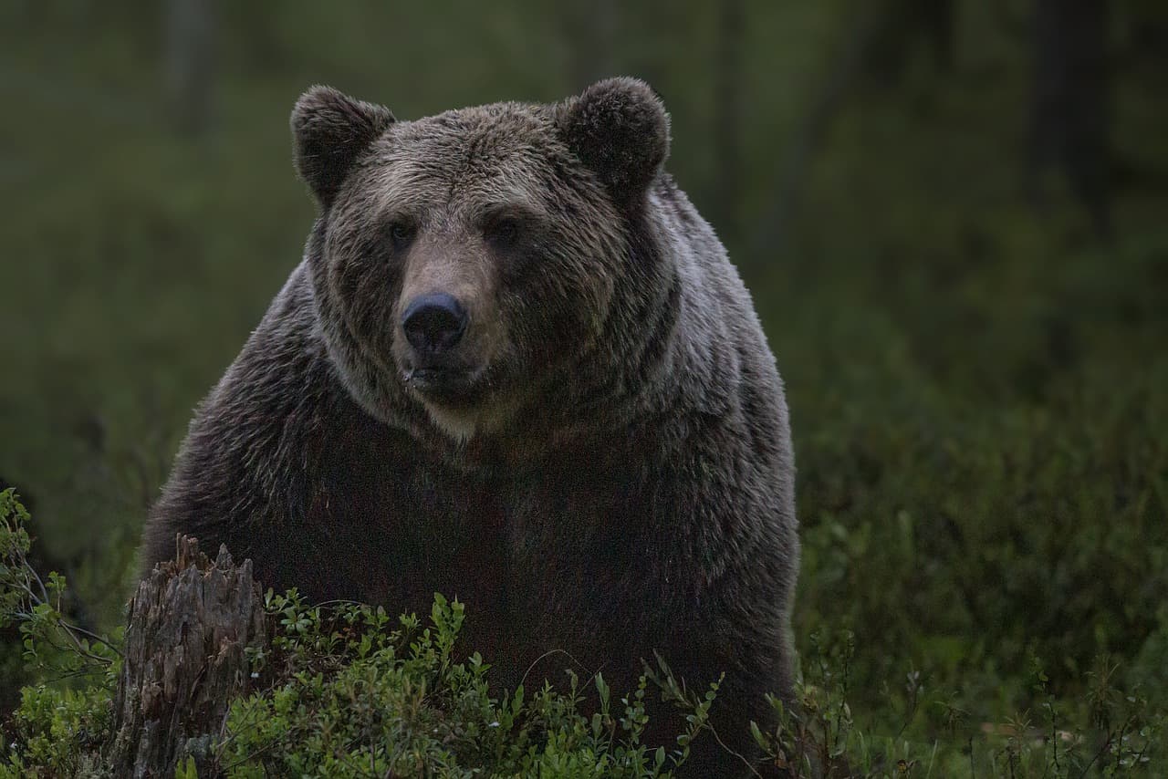 Újabb medvetámadás Szlovákiában – Áldozata combjából tépett ki egy darabot a vadállat!