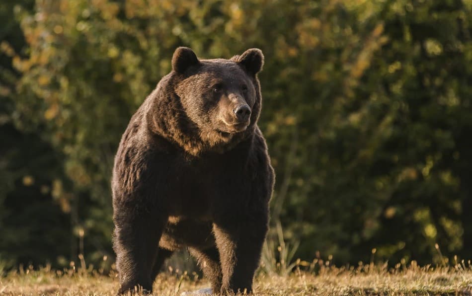 Állami Természetvédelmi Hivatal: Nyolc medvével végzett az akciócsoport, négy egyedet az orvvadászok öltek meg