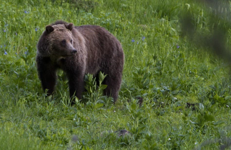 Kamionnal találta magát szembe a 160 kilós medve, nem volt esélye