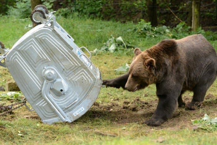 Vadászokra támadt a medve