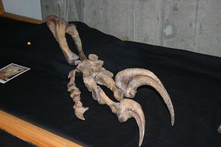 A bolygó egyik utolsó húsevő dinoszauruszának fosszíliáját fedezték fel Argentínában (FOTÓ)