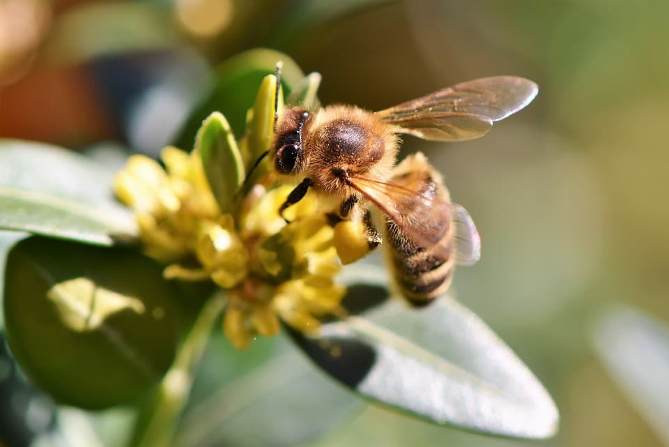 Egymillió méh pusztult el mérgezés miatt egy bortermelő vidéken