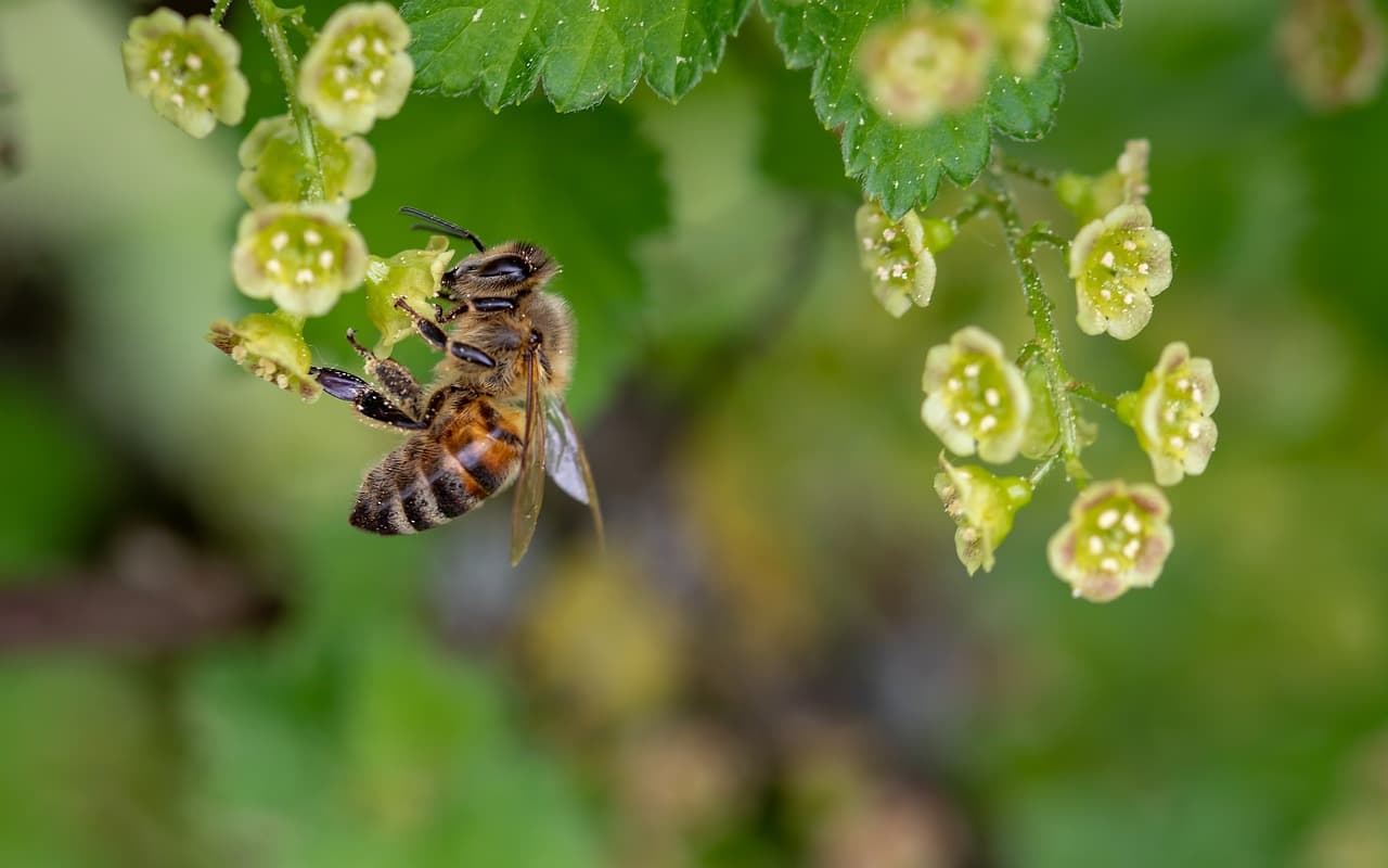 Ötmillió méhet rendeltek Alaszkába, mind elpusztult az úton