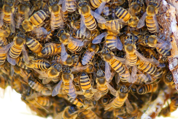 Óriási méhkaptárnyi méhet távolítottak el egy ház tetőszerkezetéből (VIDEÓ)