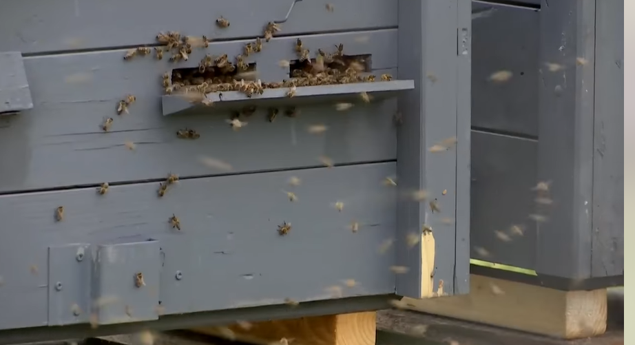 Méhekkel keseríti meg szomszédai és rokonai életét egy nő Naszvadon
