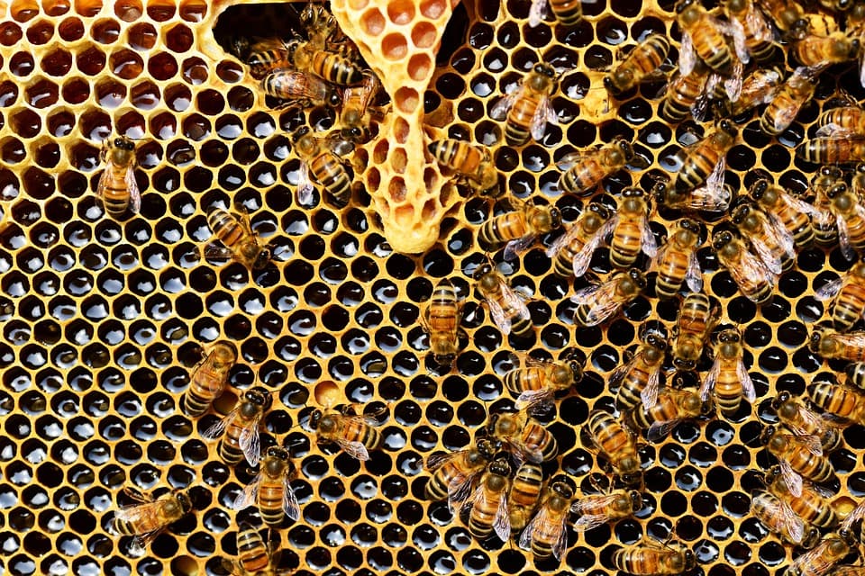 Alapvető matematikai feladatok megoldására képesek a méhek, és ez nem vicc!