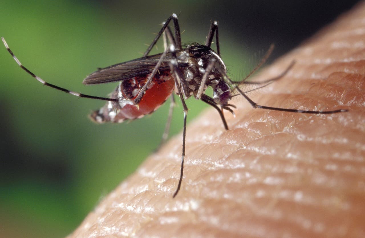 Komárom városa megkezdte a szúnyoglárvák gyérítését