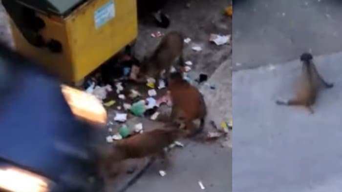 DURVA: Kis vaddisznók közé hajtottak autóval, az egyik állat kínok között vonszolta magát (videó) 18+