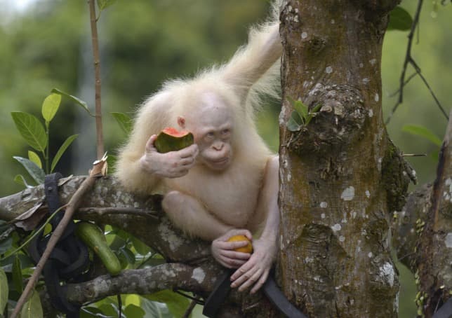 Visszatérhet a vadonba a világ egyetlen ismert albínó orangutánja