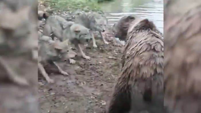 SOKKOLÓ: A látogatók szeme láttára téptek szét a medvék egy farkast az állatkertben (videó) 18+