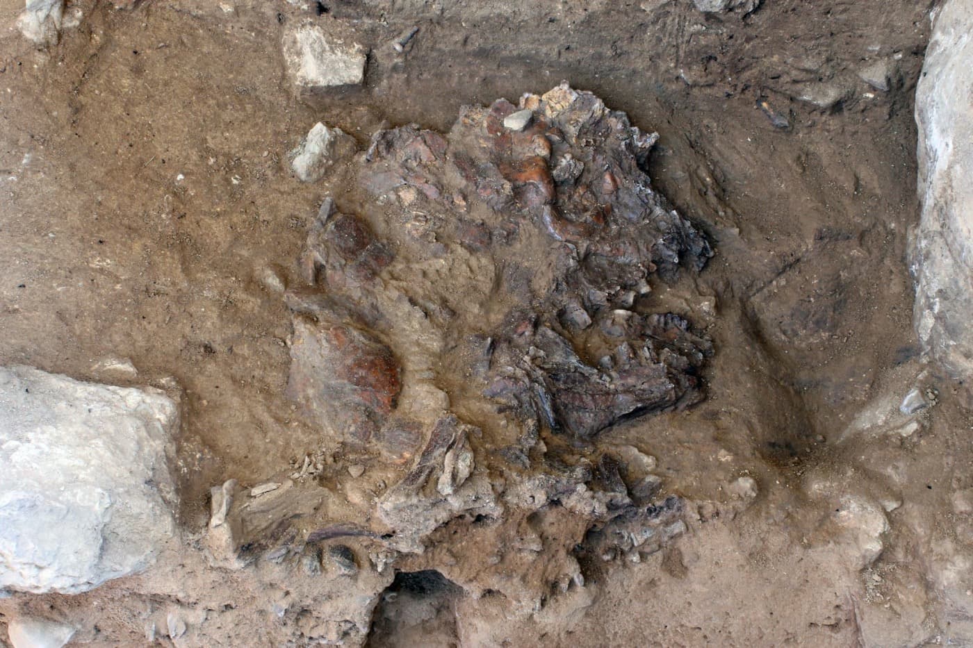 Kutatók szerint már a neandervölgyiek is halotti szertartással búcsúztathatták halottjaikat 
