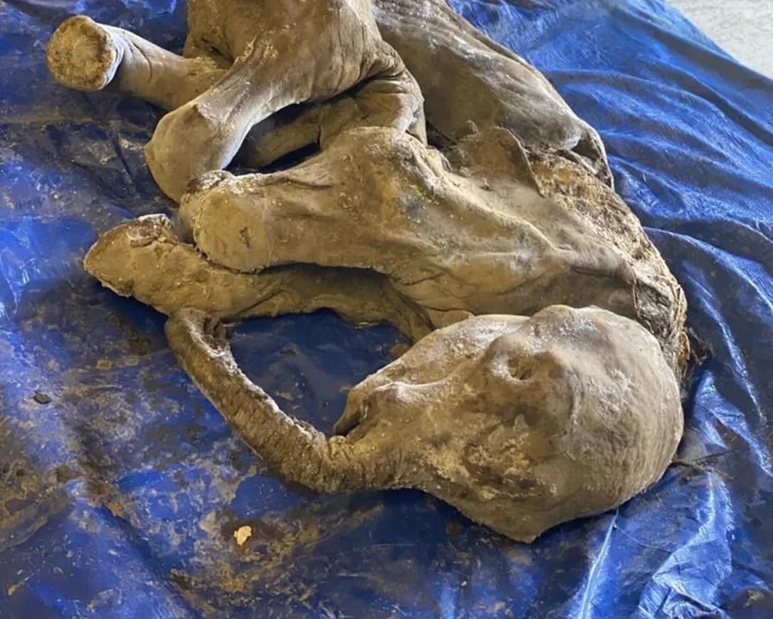 Aranyásók találtak egy fagyott mamutbébit Kanadában