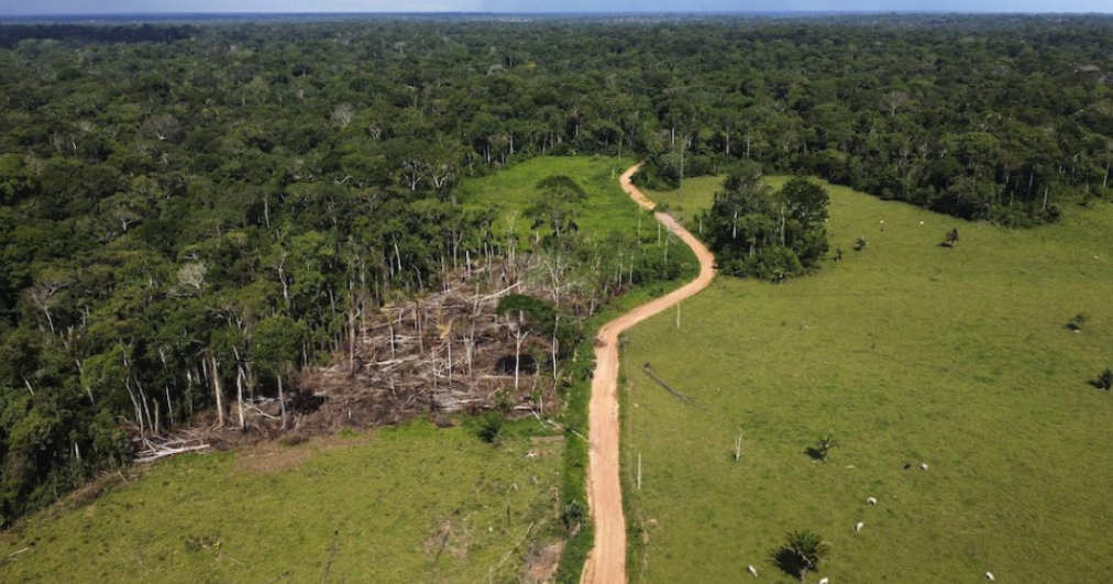 Rekordcsökkenést mutat júliusban a brazíliai esőerdő irtásának mértéke