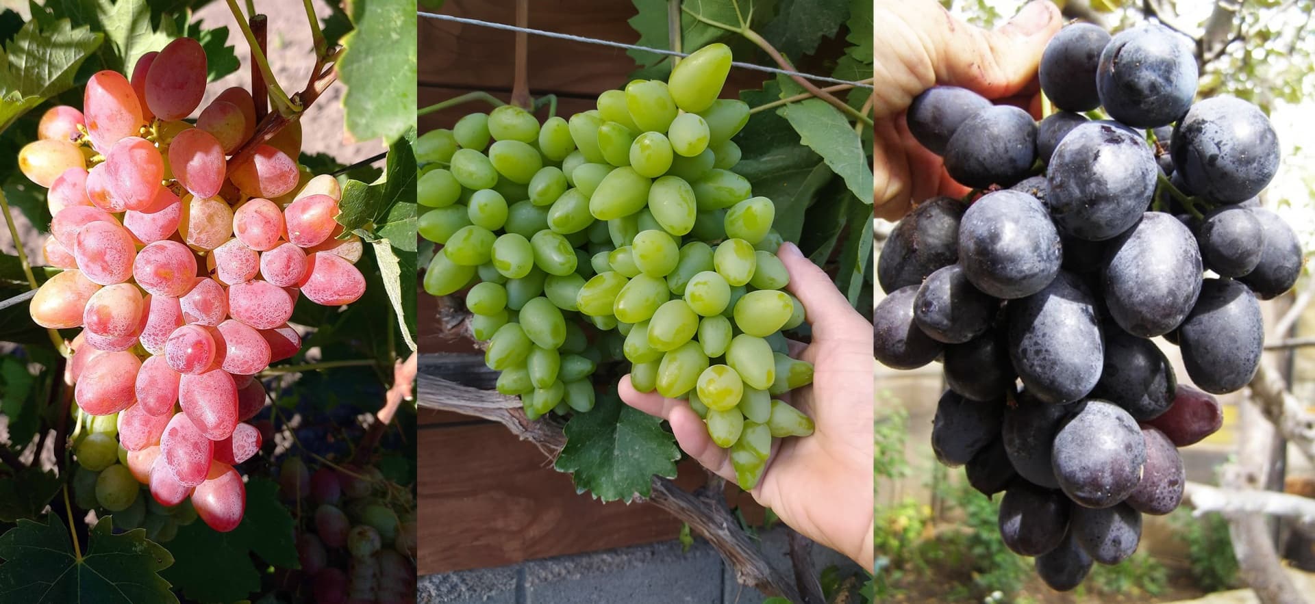 Szuper jó szőlőfajták! Itt az ideje az ültetésnek!