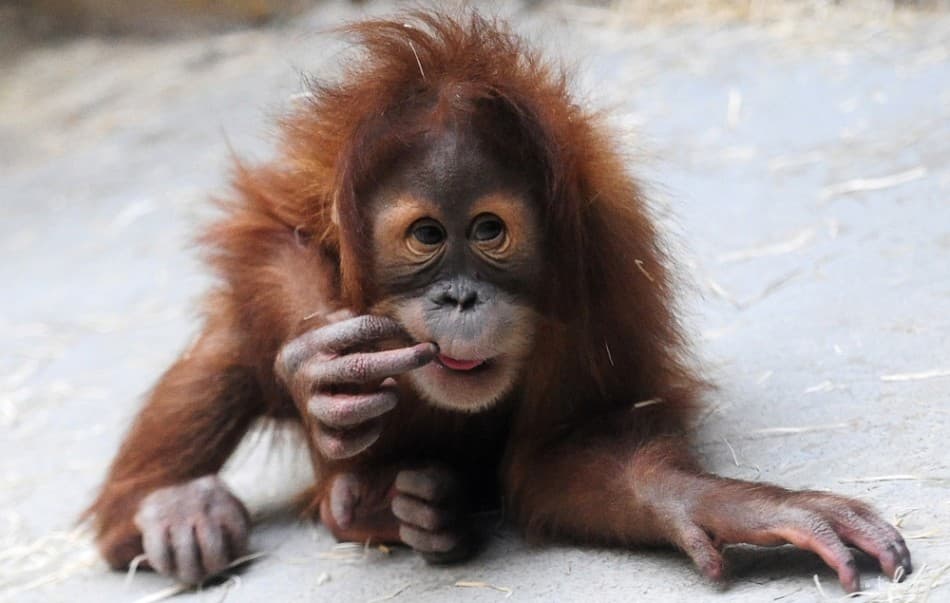 Keddig lehet szavazni a budapesti állatkertben született orangután nevére