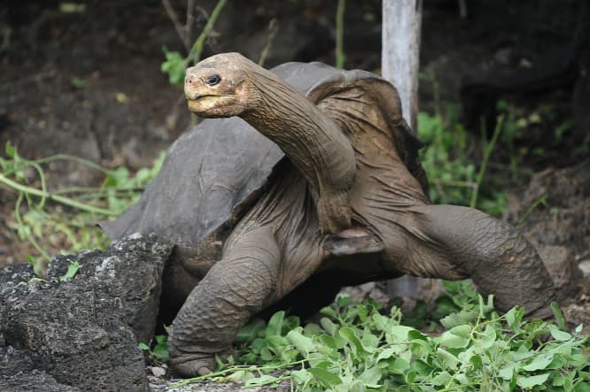 A teknősök páncéljának evolúciójához nyújt magyarázatot egy új lelet (FOTÓ)