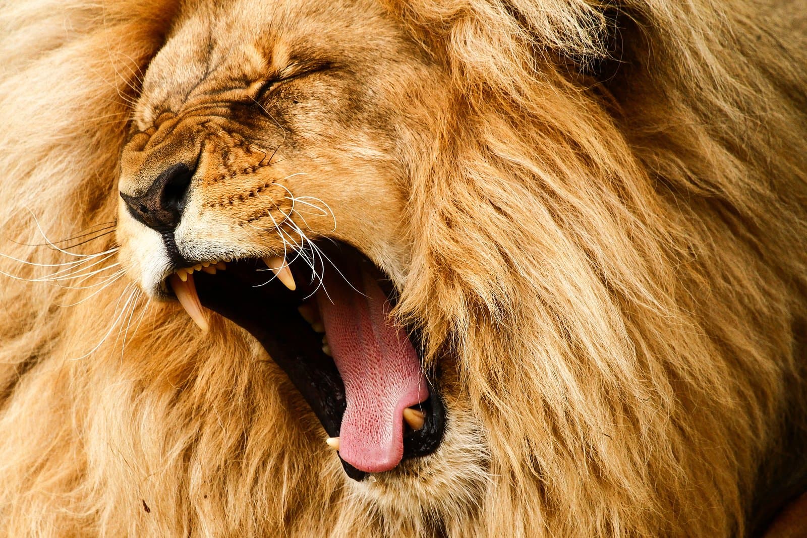 Így jár pórul az orvvadász: halálra marják az oroszlánok