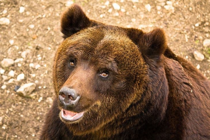 Befogták azt a veszélyeztetett barnamedvét, amely betört egy pékségbe