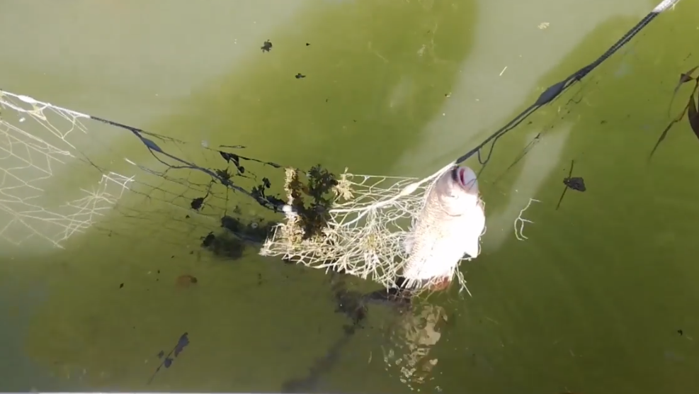Orvhalászok garázdálkodtak a Duna egyik ágán Vajkánál, több tucatnyi hal pusztult el hálóba akadva (VIDEÓ)