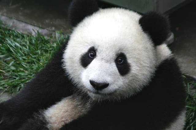 Nagyon picike a világ legkisebb pandája (FOTÓ)