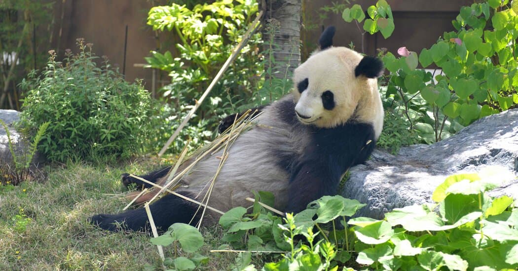 Ikrei születtek a tokiói állatkert óriáspandájának