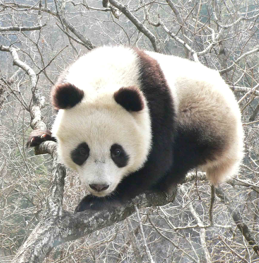 Két éve jött világra egy panda, csak most jöttek rá, hogy nőstény