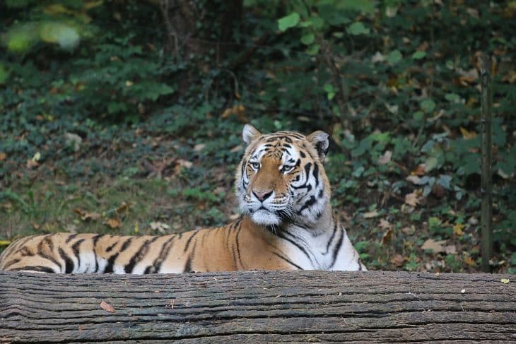 A szibériai tigrisek két személyiségjegyét, a fenségességet és az állhatatosságot azonosították