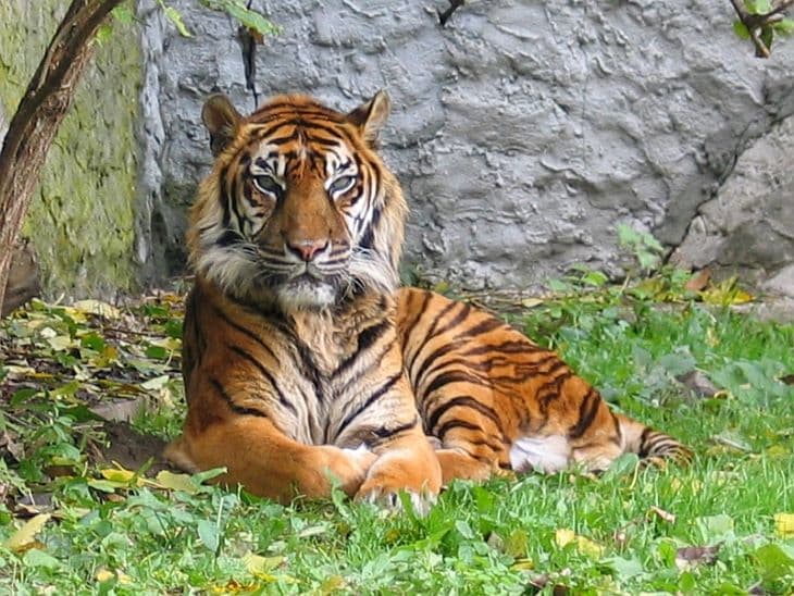 Borba áztatott tigristetemet találtak egy férfi házában