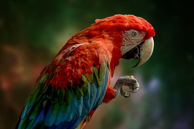 A tudósok megtanították telefonálni a papagájokat, hogy ne érezzék magukat magányosnak - kiderült, miről "beszélgettek" a videóhívások közben