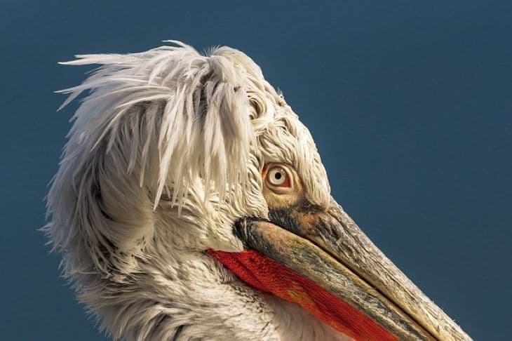 Mintegy 300 pelikán pusztult el madárinfluenzában egy mauritániai nemzeti parkban