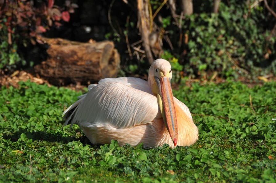 Az összes pelikánt elaltatták a bécsi állatkertben madárinfluenza miatt