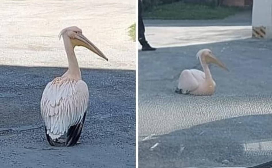Megszökött egy pelikán a bojnicei állatkertből