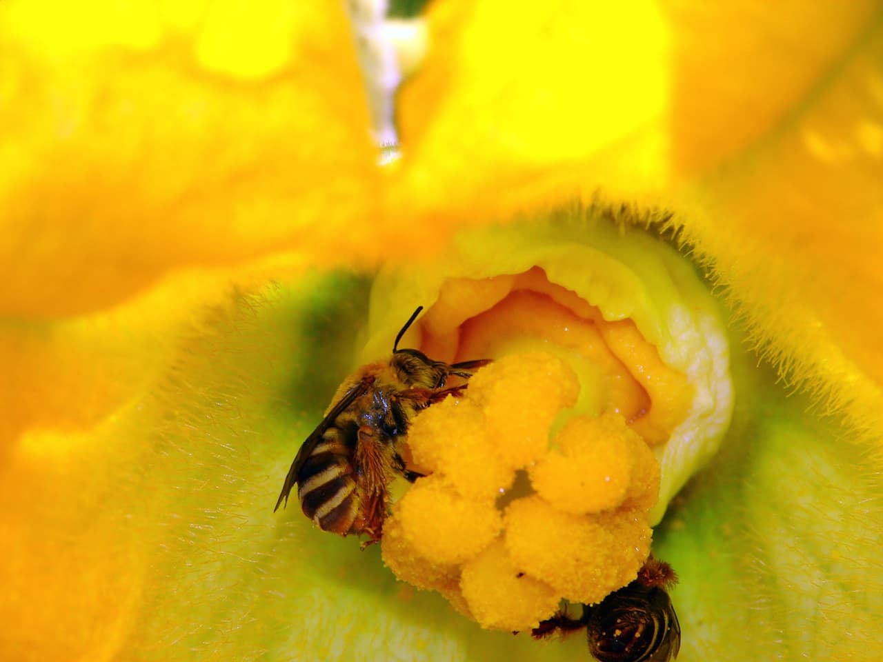 Nagy bajban lesz az emberiség, ha nem mentjük meg a méheket