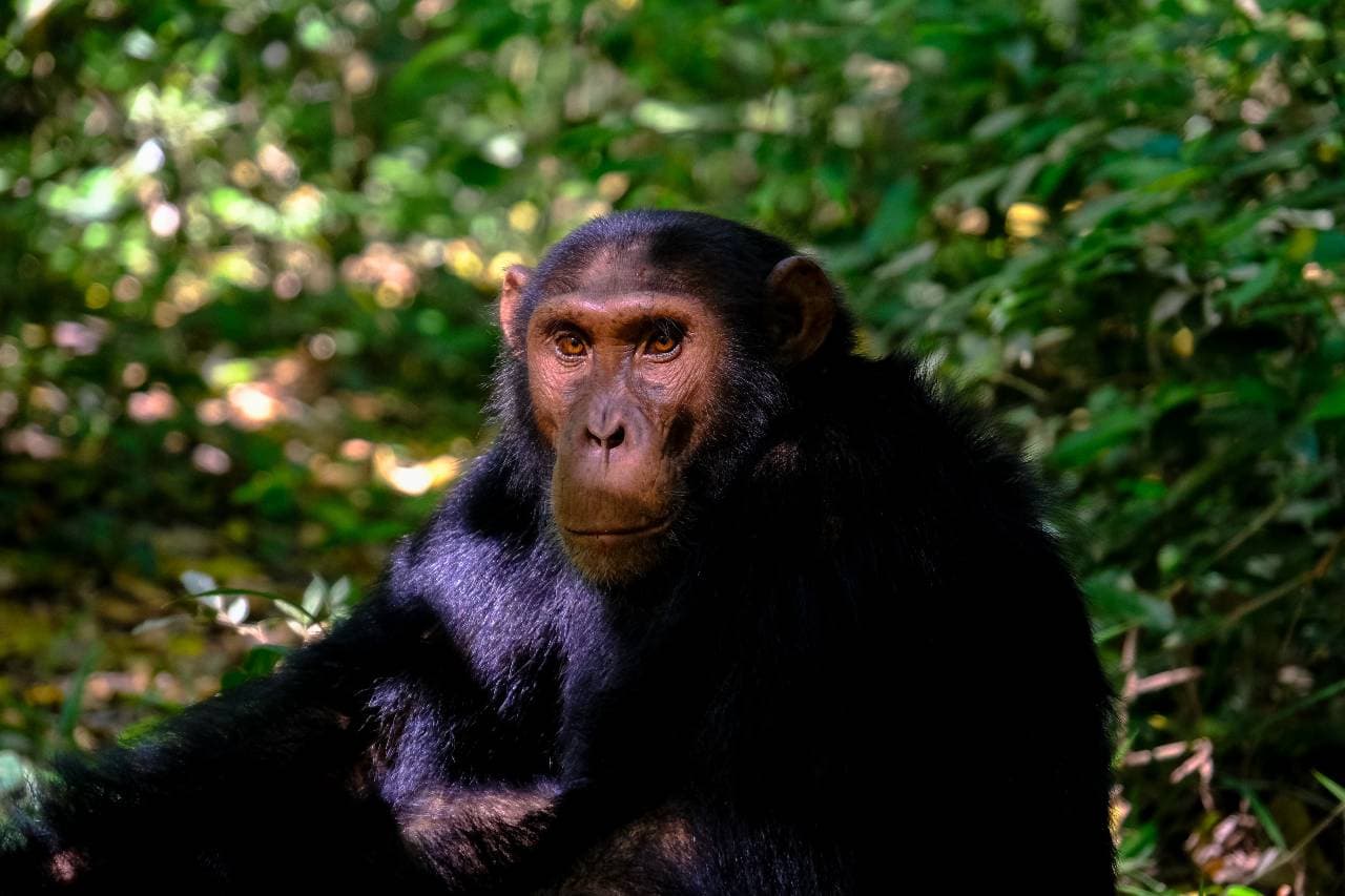 Véget ért a nagy majomvadászat, a szabadon kószáló csimpánzokat elfogták a svéd szakik