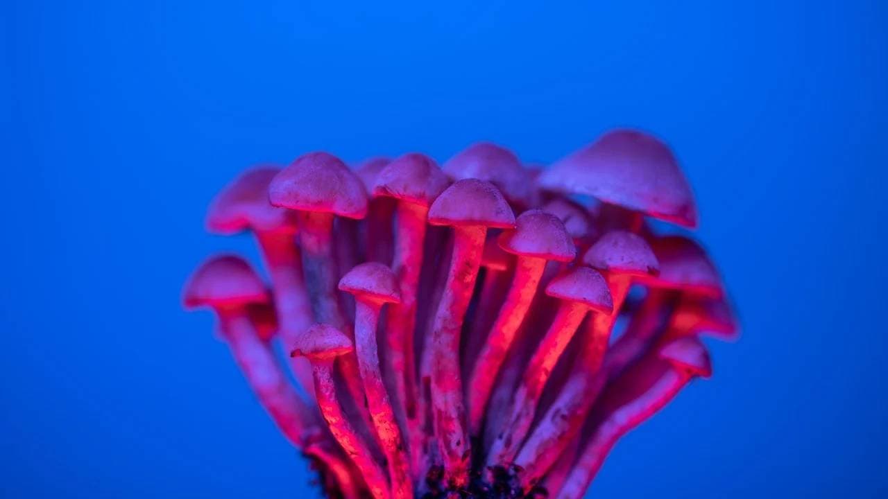Ausztrália engedélyezte az ecstasy és hallucinogén gombák gyógyászati célú felhasználását