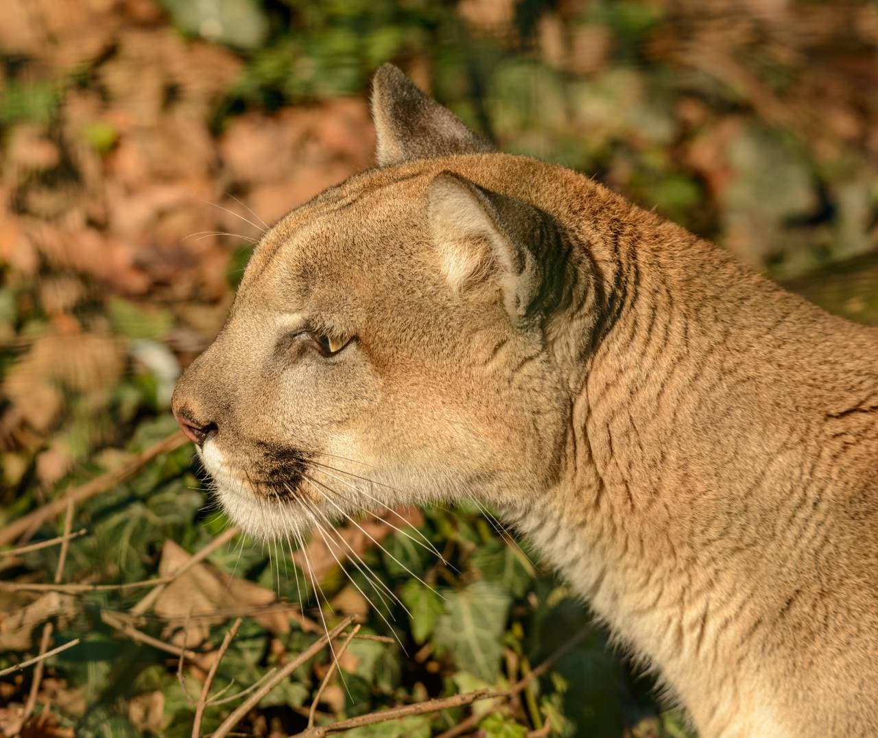 Szörnyű! Puma támadott meg egy hétéves kisfiút kirándulás közben