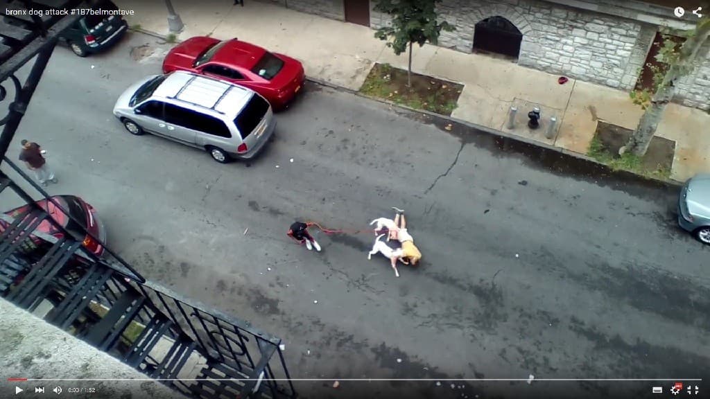 Videón, ahogy pitbullok támadnak az utcán egy idős férfira (18+)