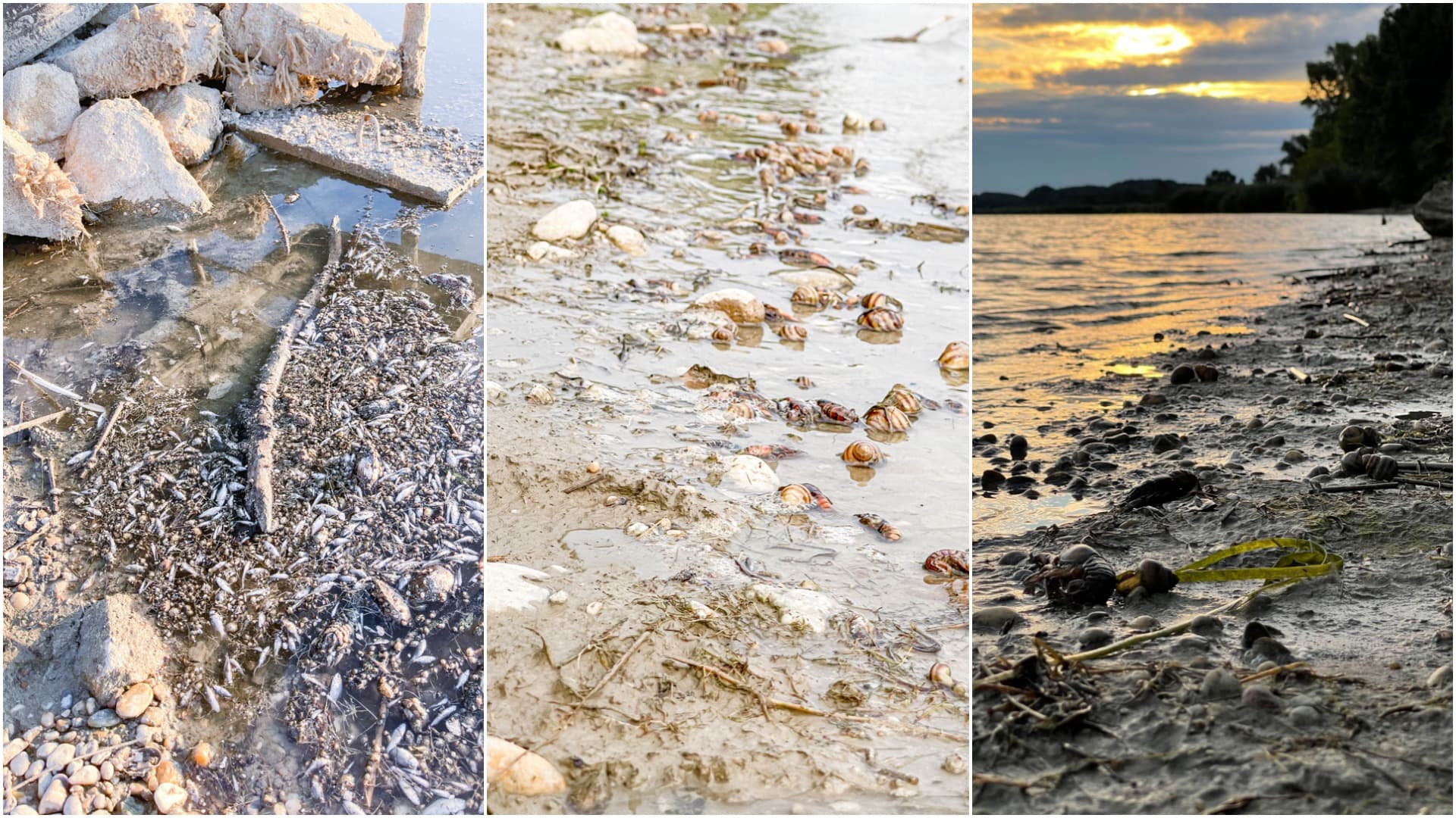 Rákok és halak ezrei pusztultak el a Dunán, és senki nem vállalja a felelősséget