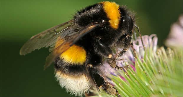 Először nyilvánítottak veszélyeztetettnek egy vadon élő méhfélét