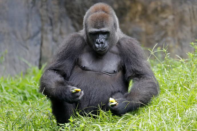 Az anyaságra tanítják a New Orleans-i állatkert gorilláját