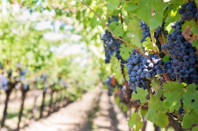 A világ szőlőinek felét fenyegeti a 2 Celsius-fokos felmelegedés