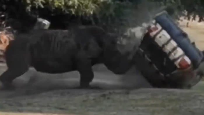 DURVA: Orrszarvú zúzott ripityára egy autót, benne egy emberrel (videó)