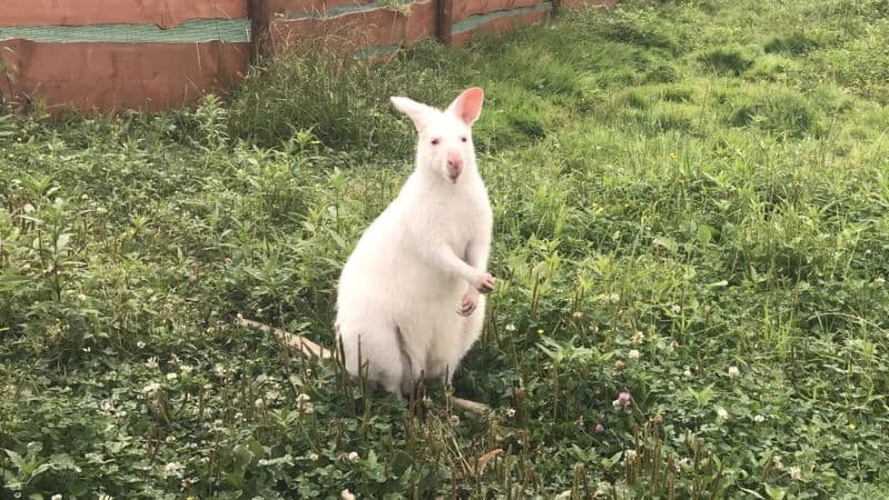BRUTÁLIS: Kegyetlenül kivégezték a híres fehér kiskengurut