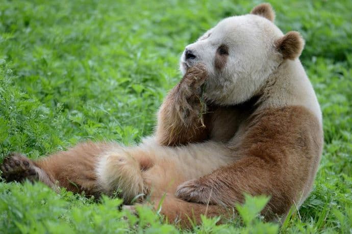 Csinlingi óriáspanda született egy pandakutató központban