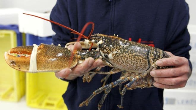A homár és más rákok élve főzése ellen kampányolnak