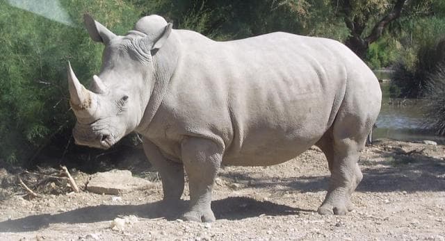 Már csak három fehér rinocérosz él az egész világon, a negyediket el kellett altatni
