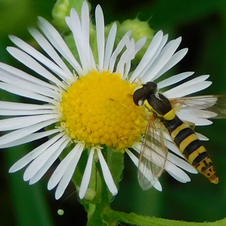 Alábecsülték a növényvédőszerek veszélyességét a méhekre kutatók szerint