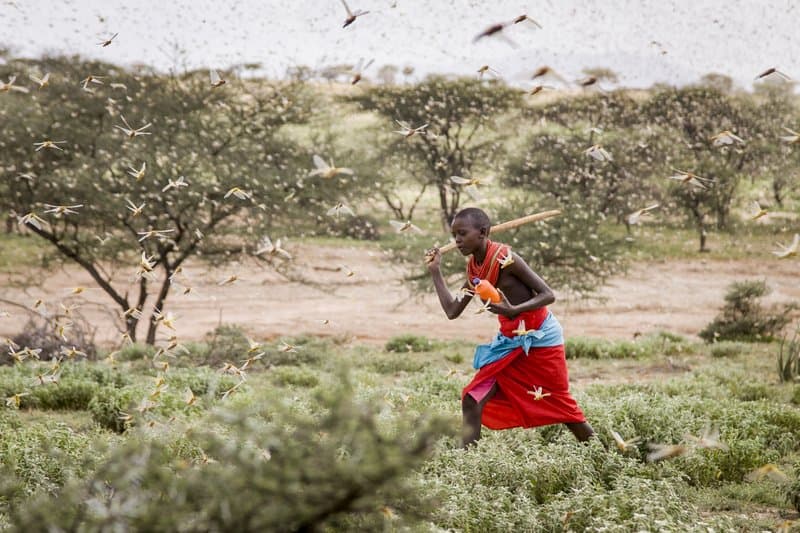 Sáskajárás fenyegeti Ugandát, Dél-Szudánt és Etiópiát