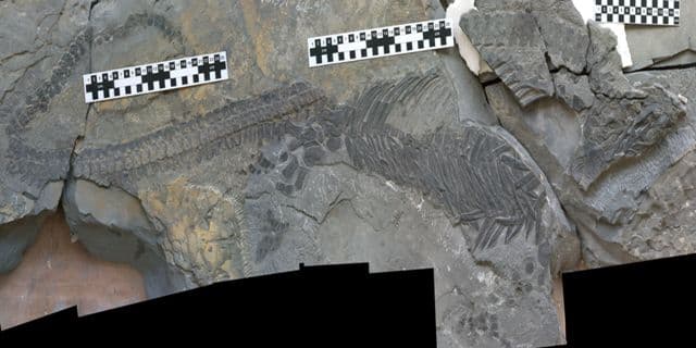 Százötven millió éves teknősfosszíliát találták